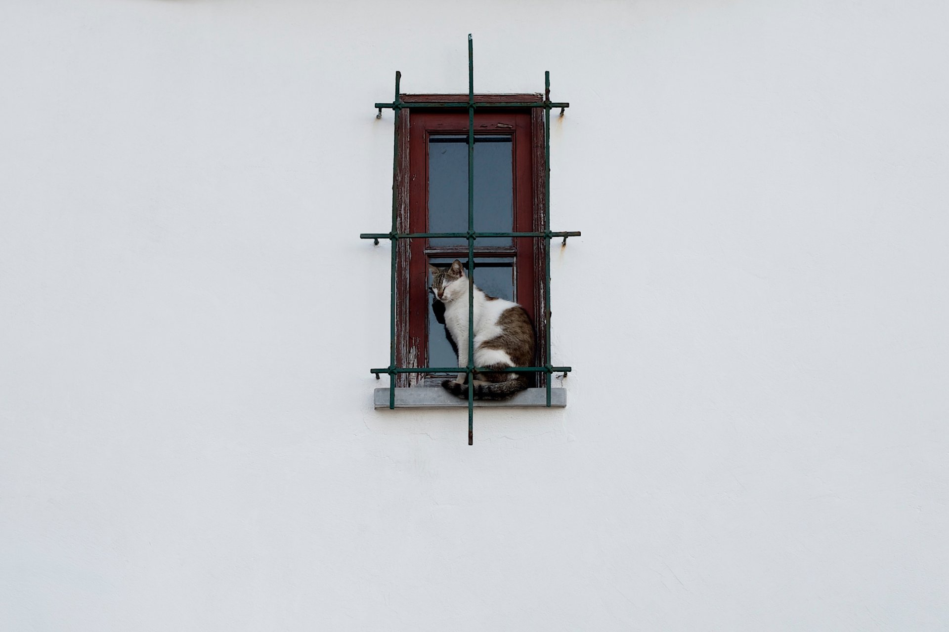 fenster katze