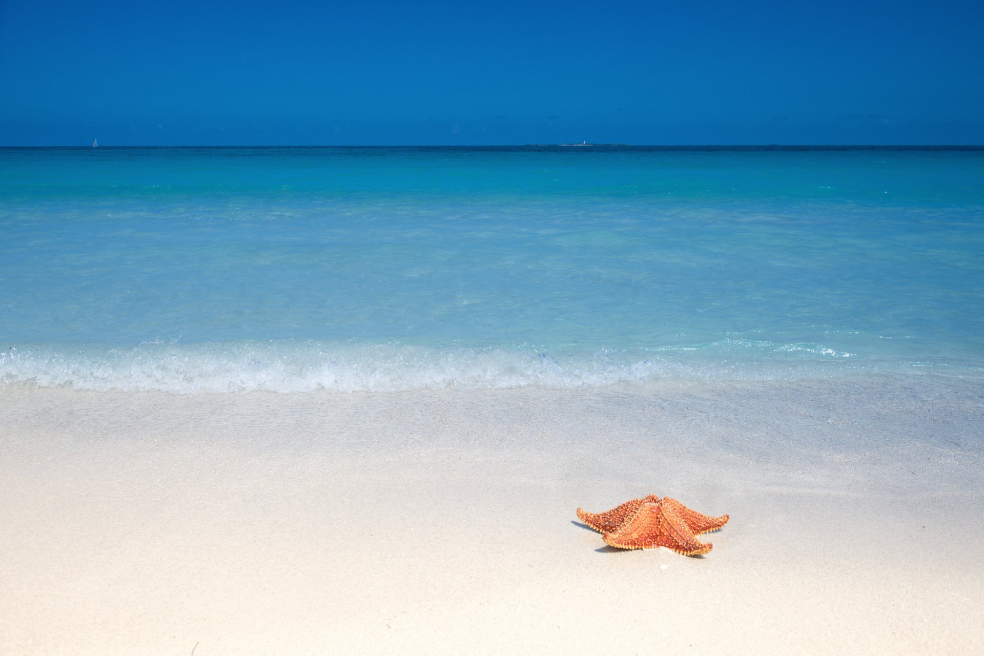 ocean plaża piasek rozgwiazda