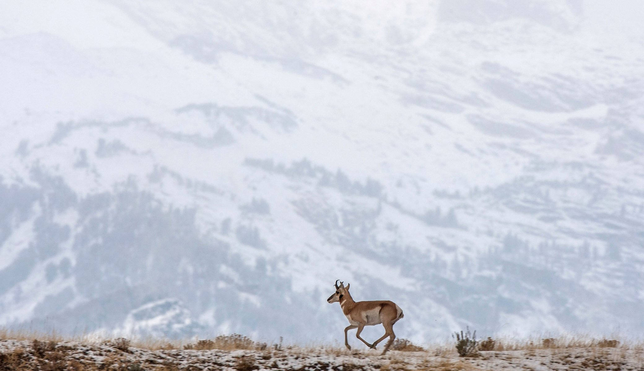 berge schnee hirsch laufen