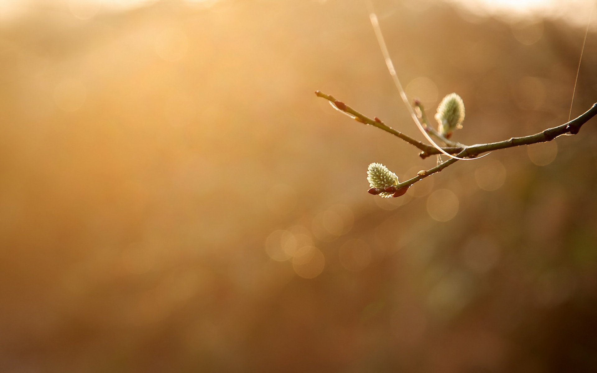 zweig natur minimalismus