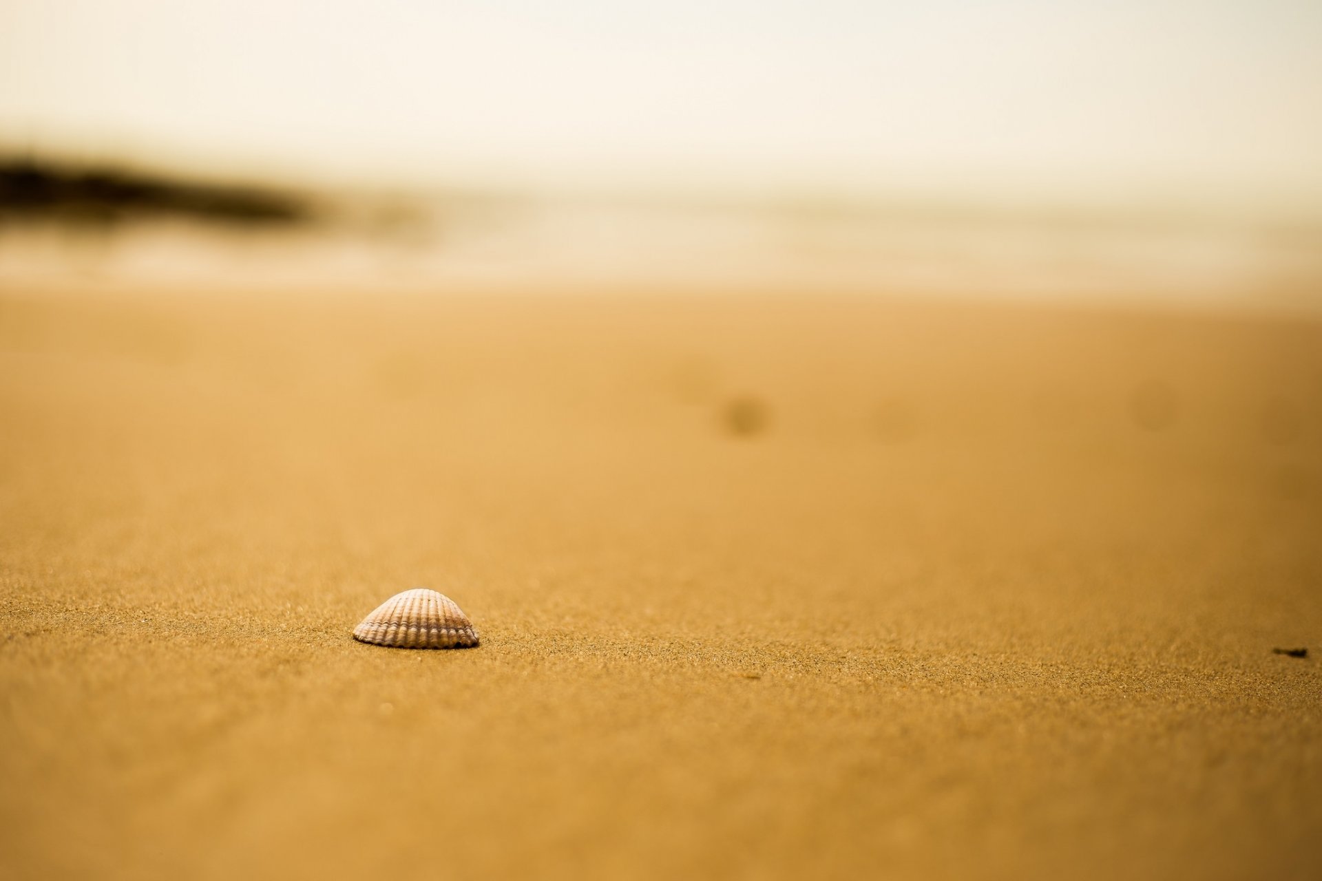 spiaggia sabbia conchiglia bokeh