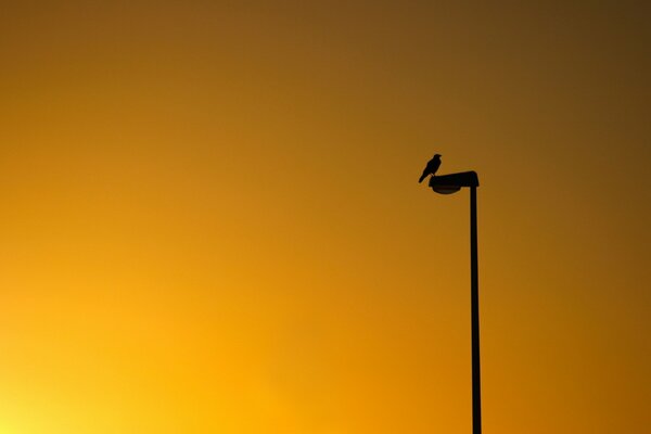Oiseau sur un pilier sur fond de coucher de soleil