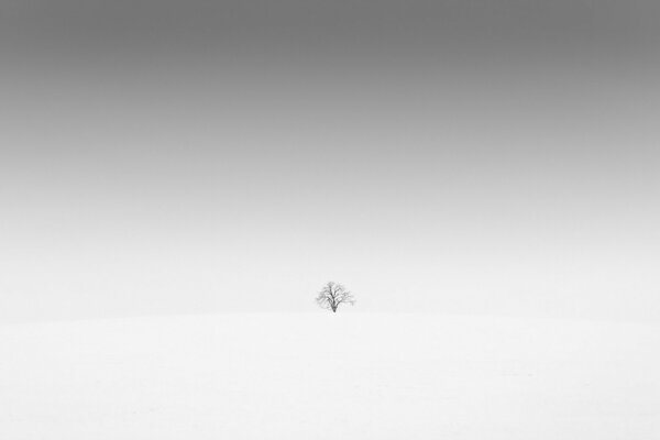 Photo d un arbre solitaire dans un champ enneigé