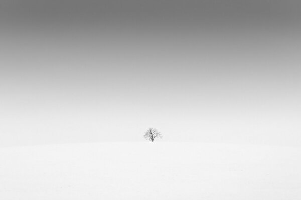 Foto di un albero solitario in un campo innevato