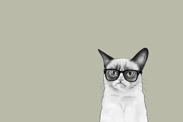 Black and white angry cat with glasses