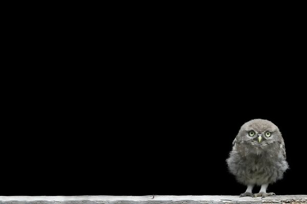 Baby owl on a black background