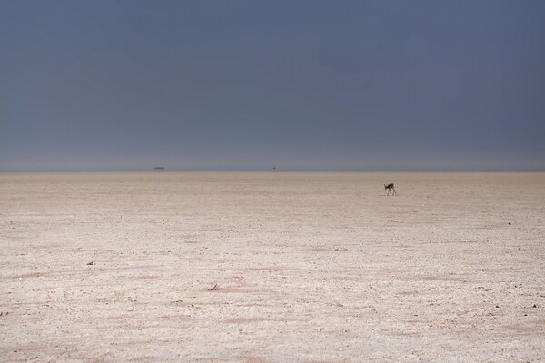 Capriolo nel deserto da lontano