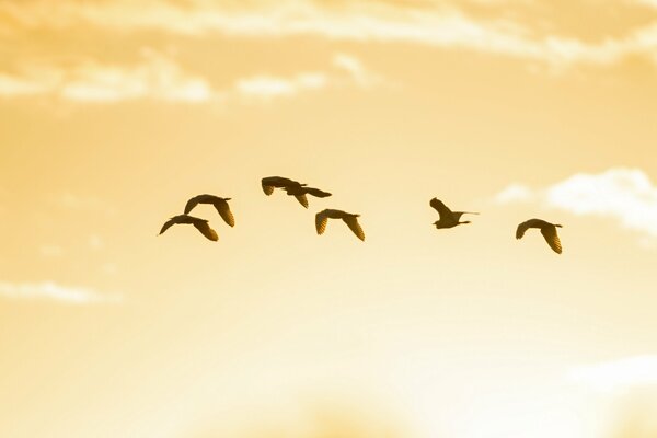 Ein Vogelschwarm fliegt am schönen Himmel