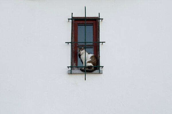 White cat sitting in the window