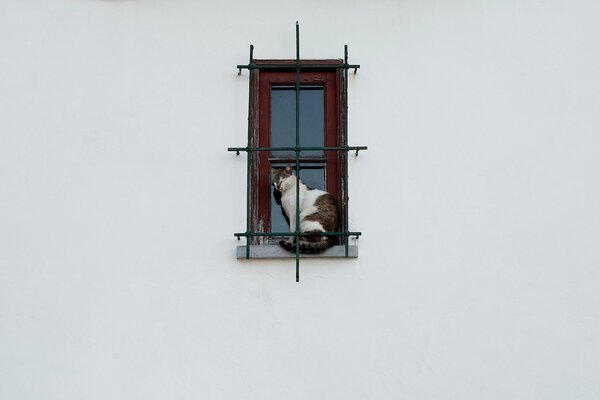 Chat blanc assis dans la fenêtre