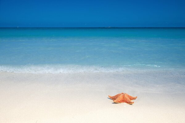 Estrella de mar en la playa junto al océano