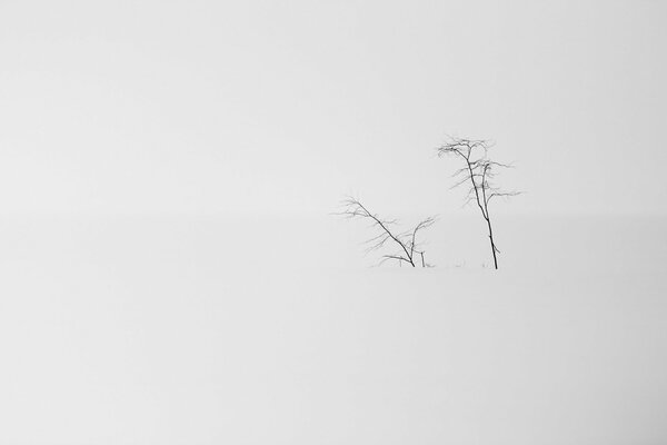 Verschneite, minimalistische Landschaft. Zwei Bäume im Schnee