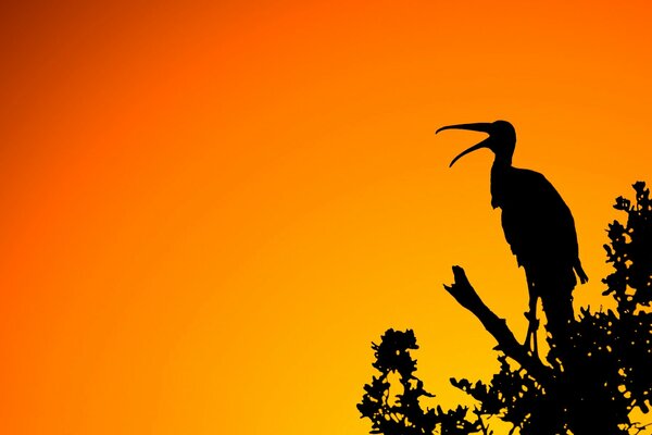 Silhouette of a bird on a branch