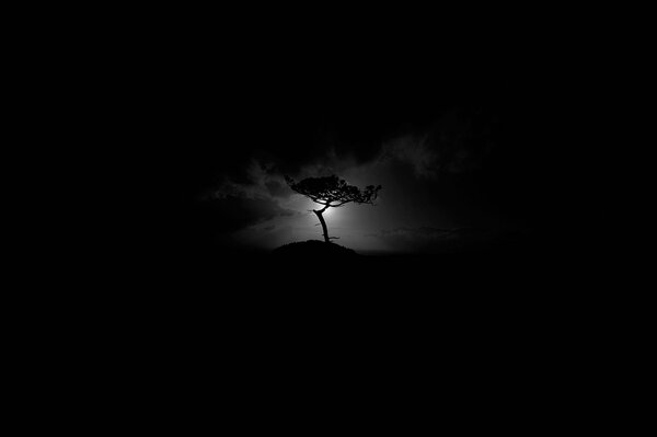 Un árbol oscuro en un haz de luz sobre un fondo negro