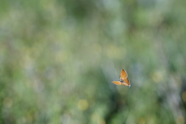 Motyl leci na ulicy w naturze