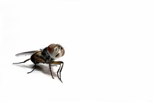 Insect in the form of a fly on a white background