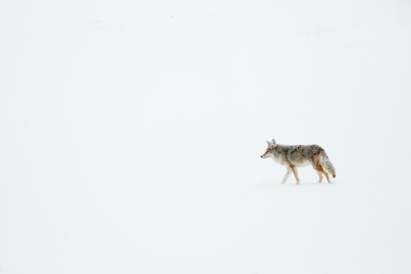 Der Kojote geht durch den Schnee, alles ist verschneit