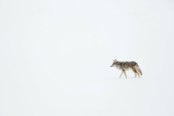 Il coyote sta nevicando, tutto è innevato