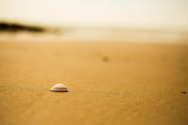 Ракушка на песчаном пляже