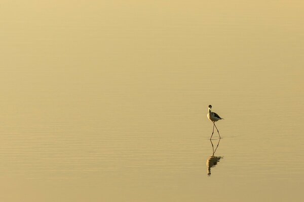 Der Vogel und sein Spiegelbild in der Spiegeloberfläche