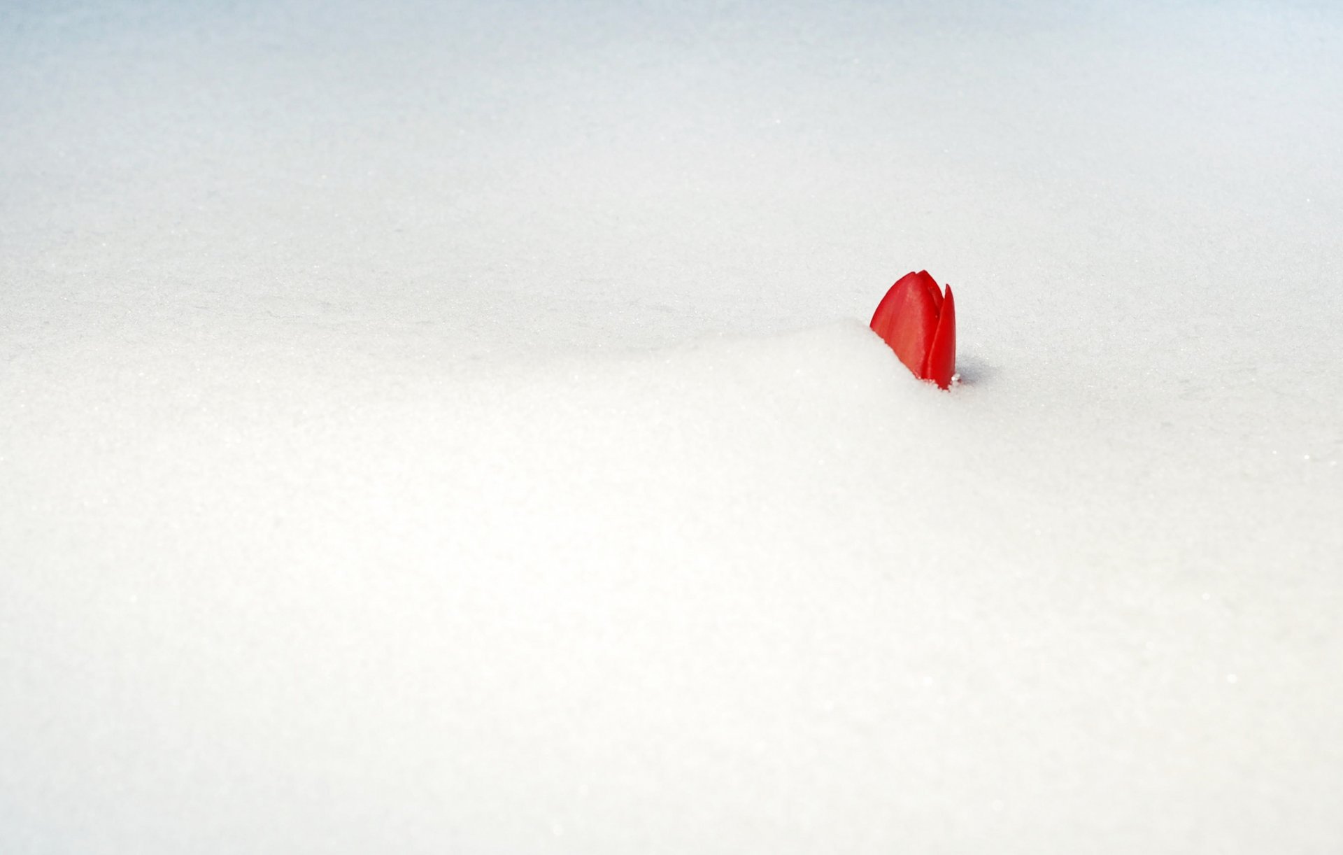 neige fleur tulipe bourgeon rouge