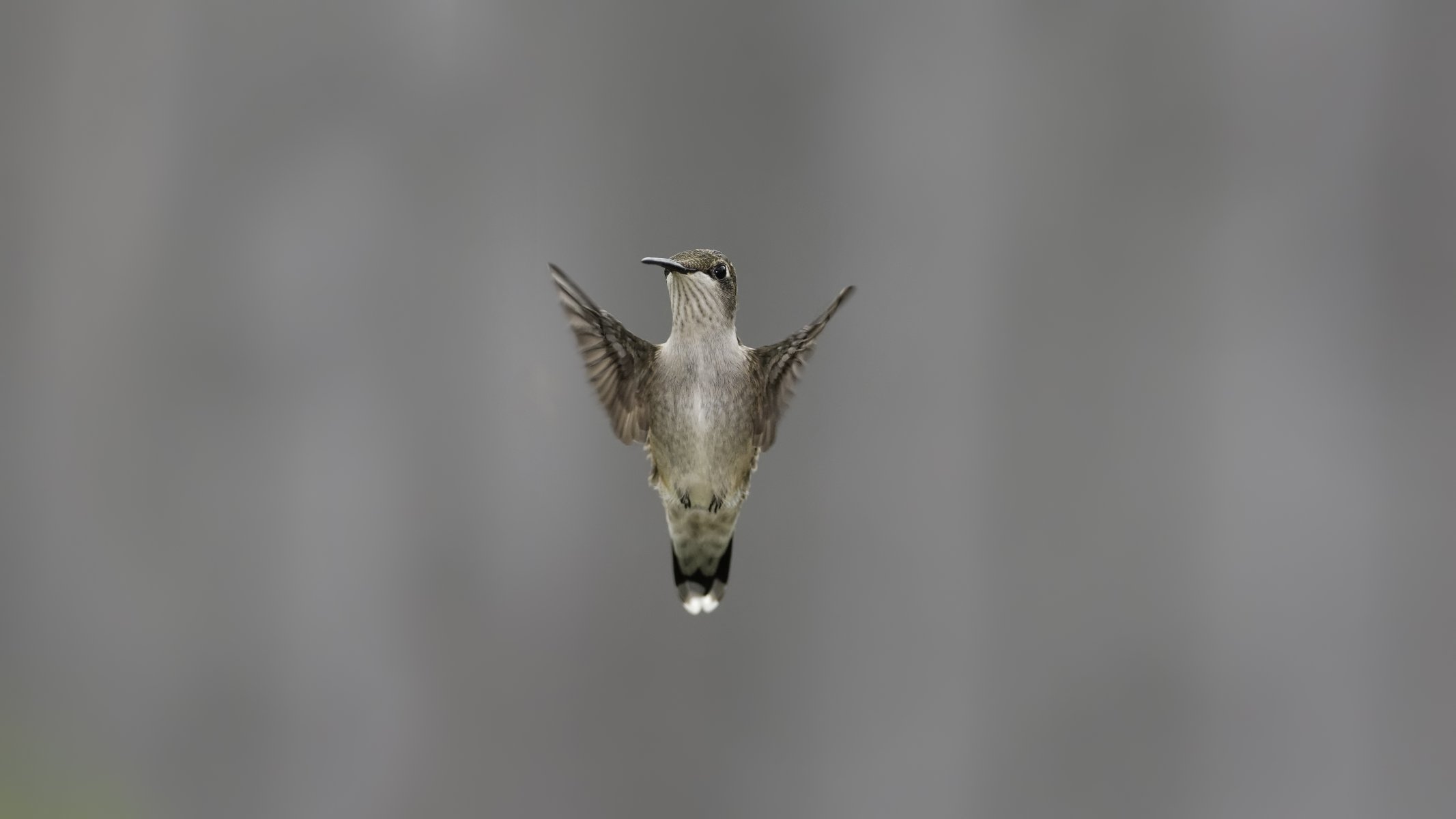 vogel flügel schlag hintergrund