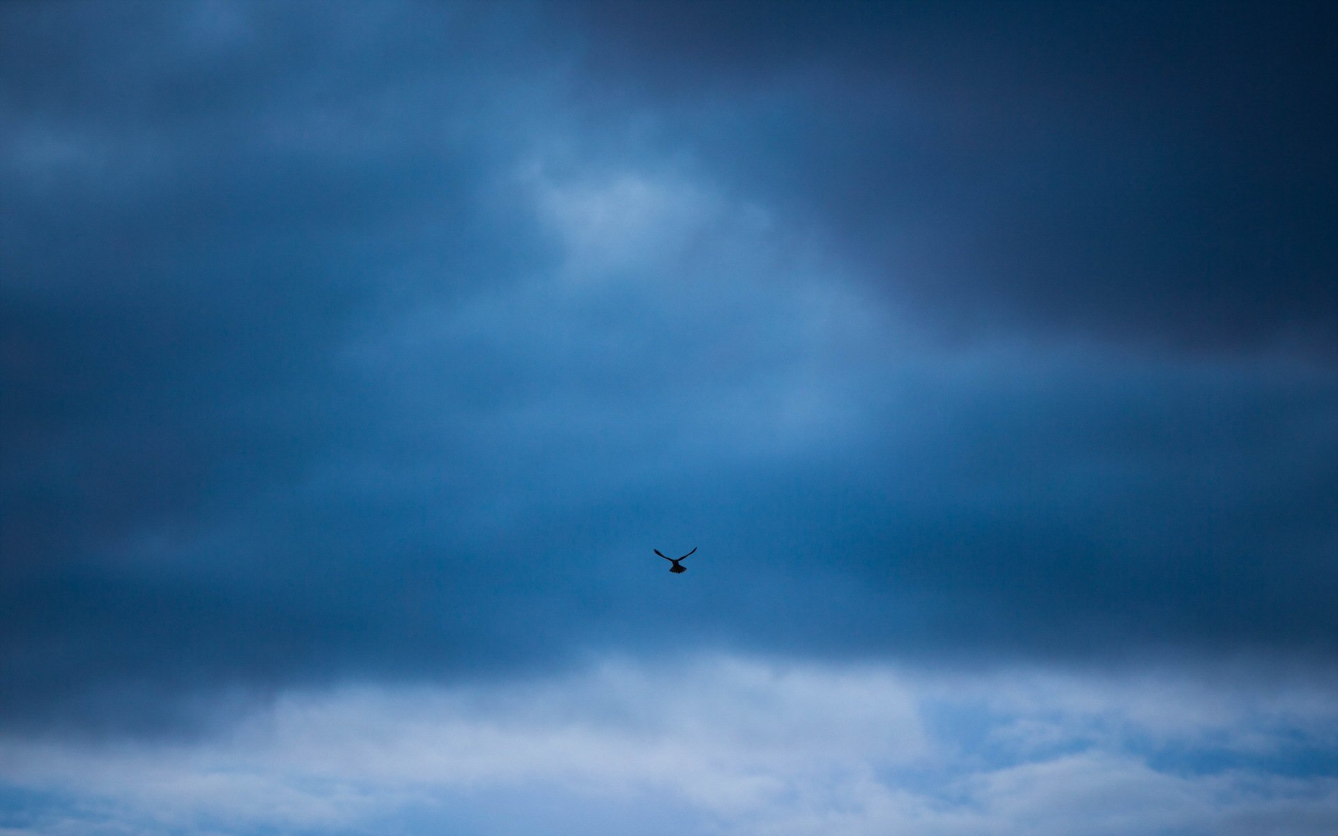 uccello cielo minimalismo