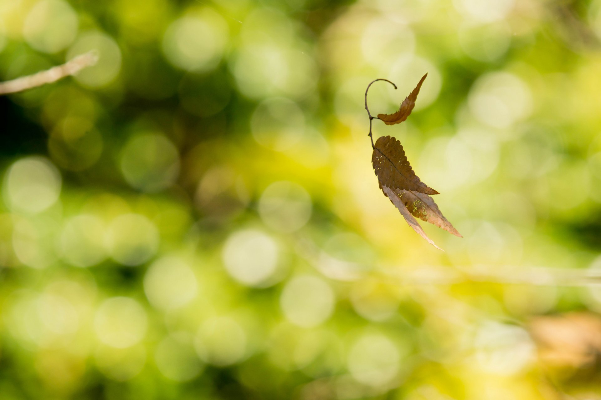 branch leaves autumn in the wind reflections background