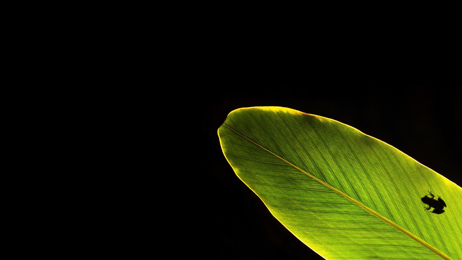 dark background sheet frog silhouette