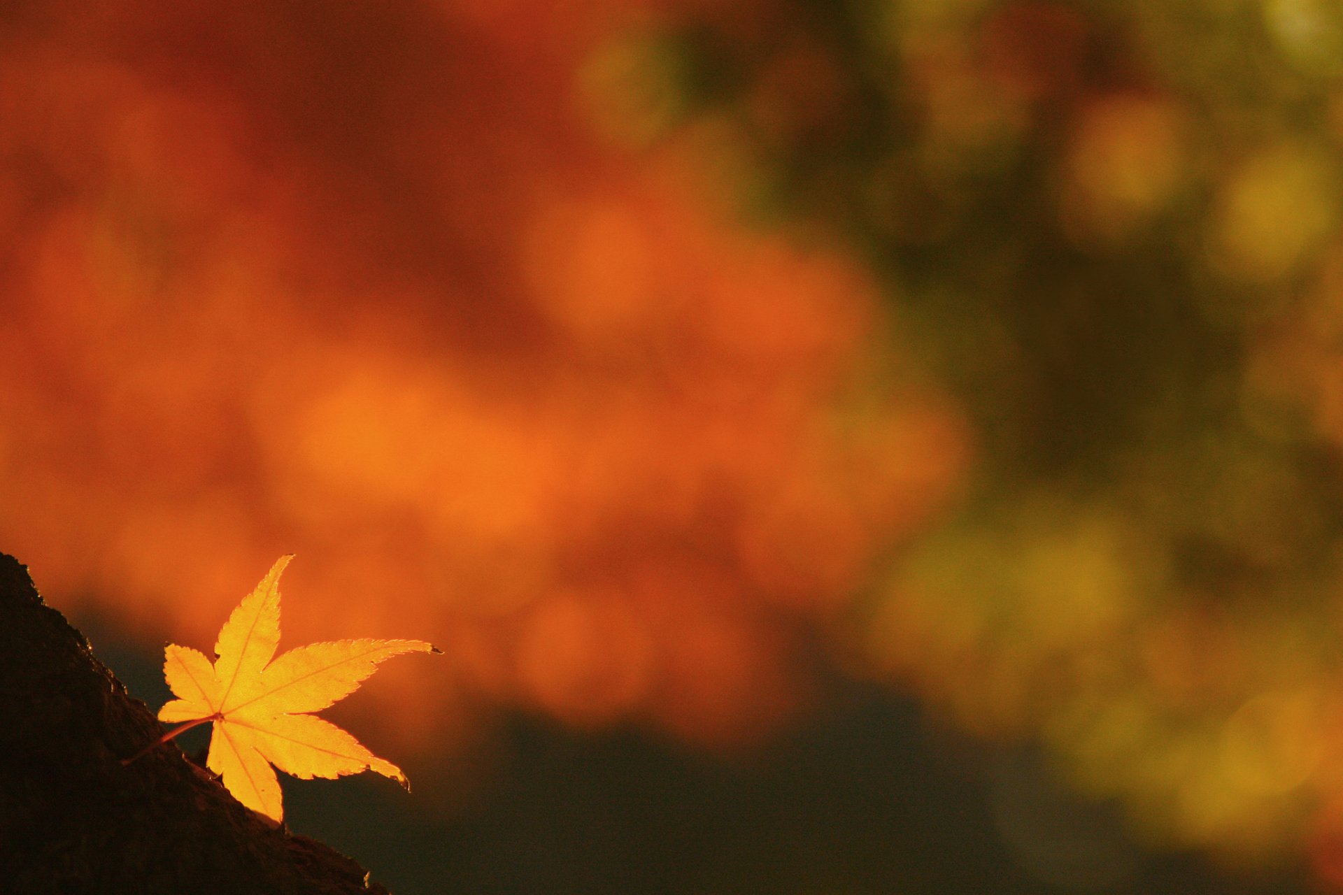 hoja amarillo otoño fondo reflejos