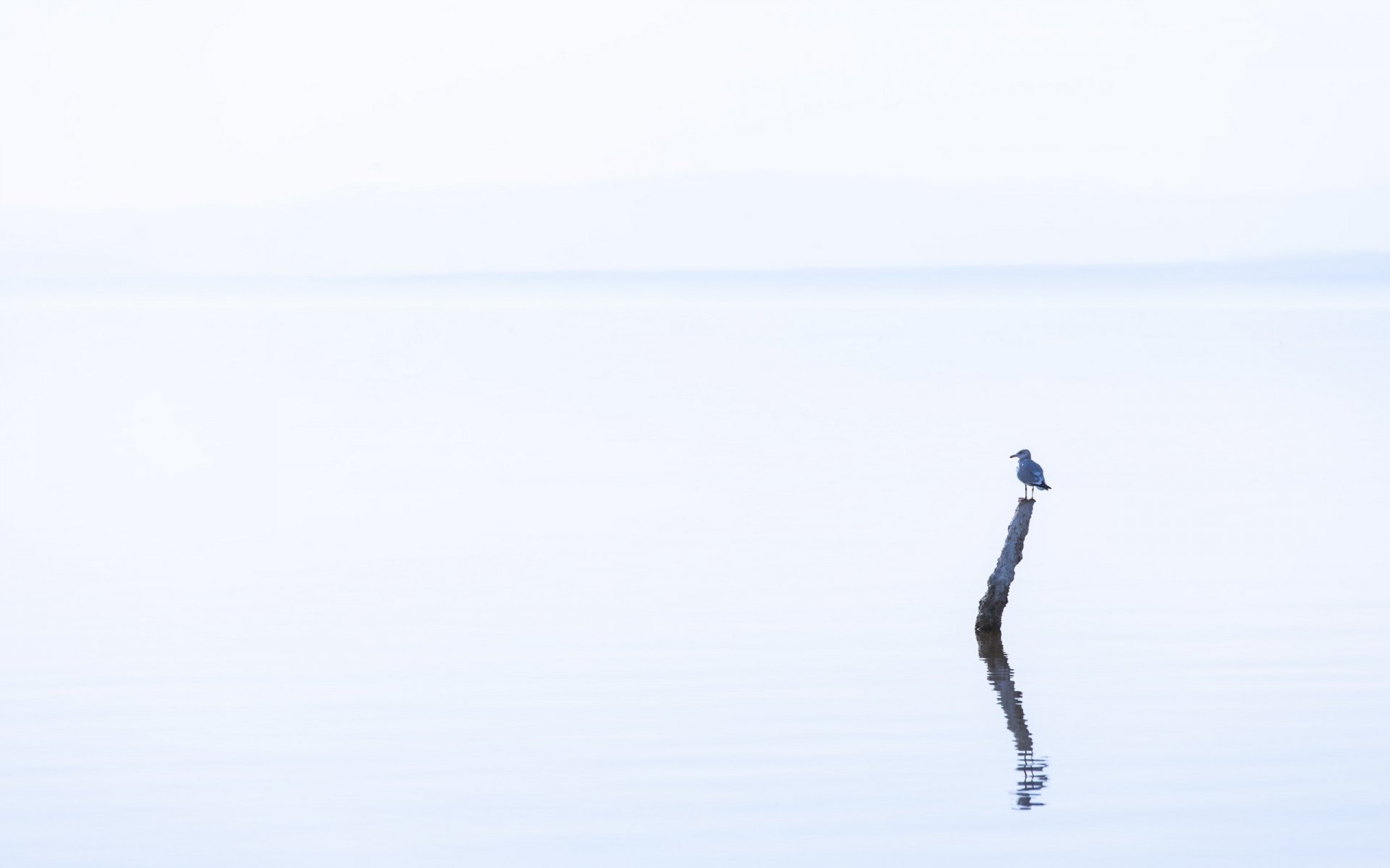 lago uccello minimalismo