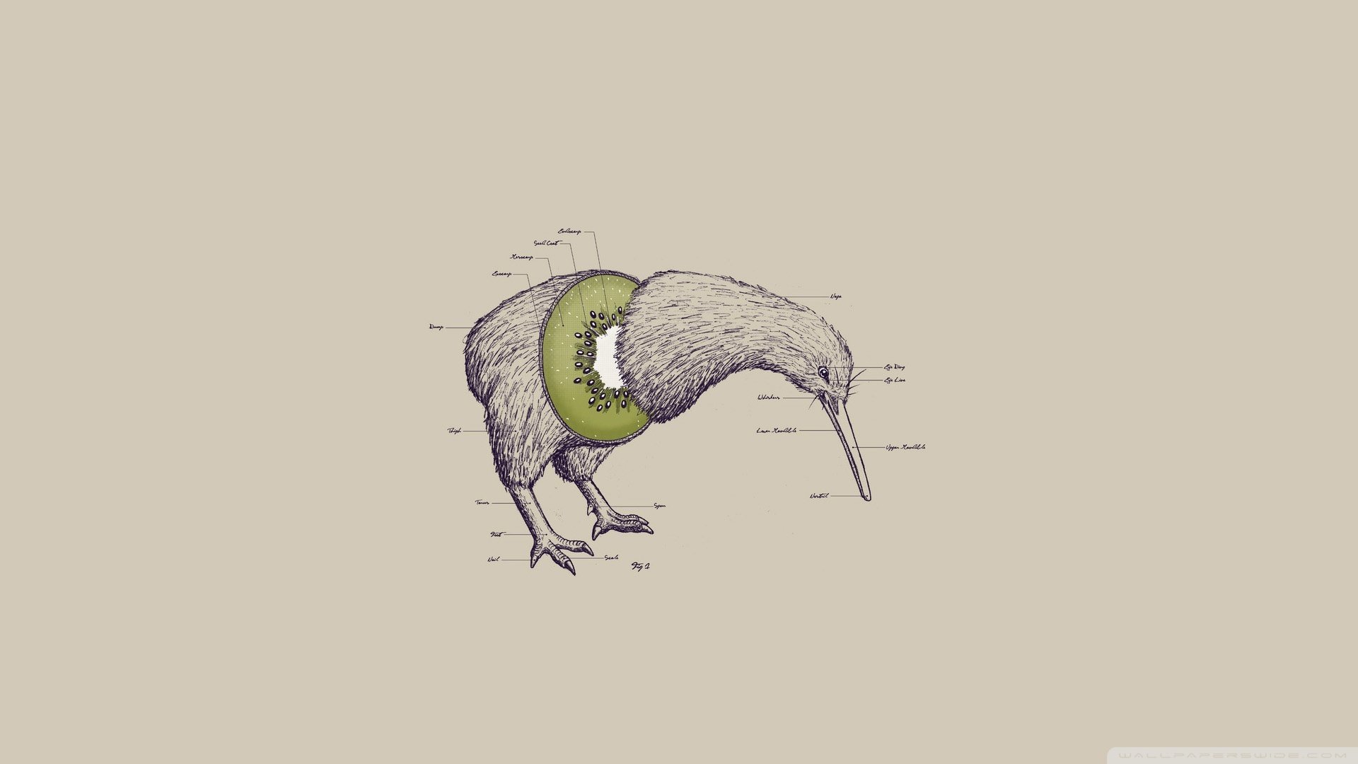 kiwi pájaro sin alas pico patas cabeza