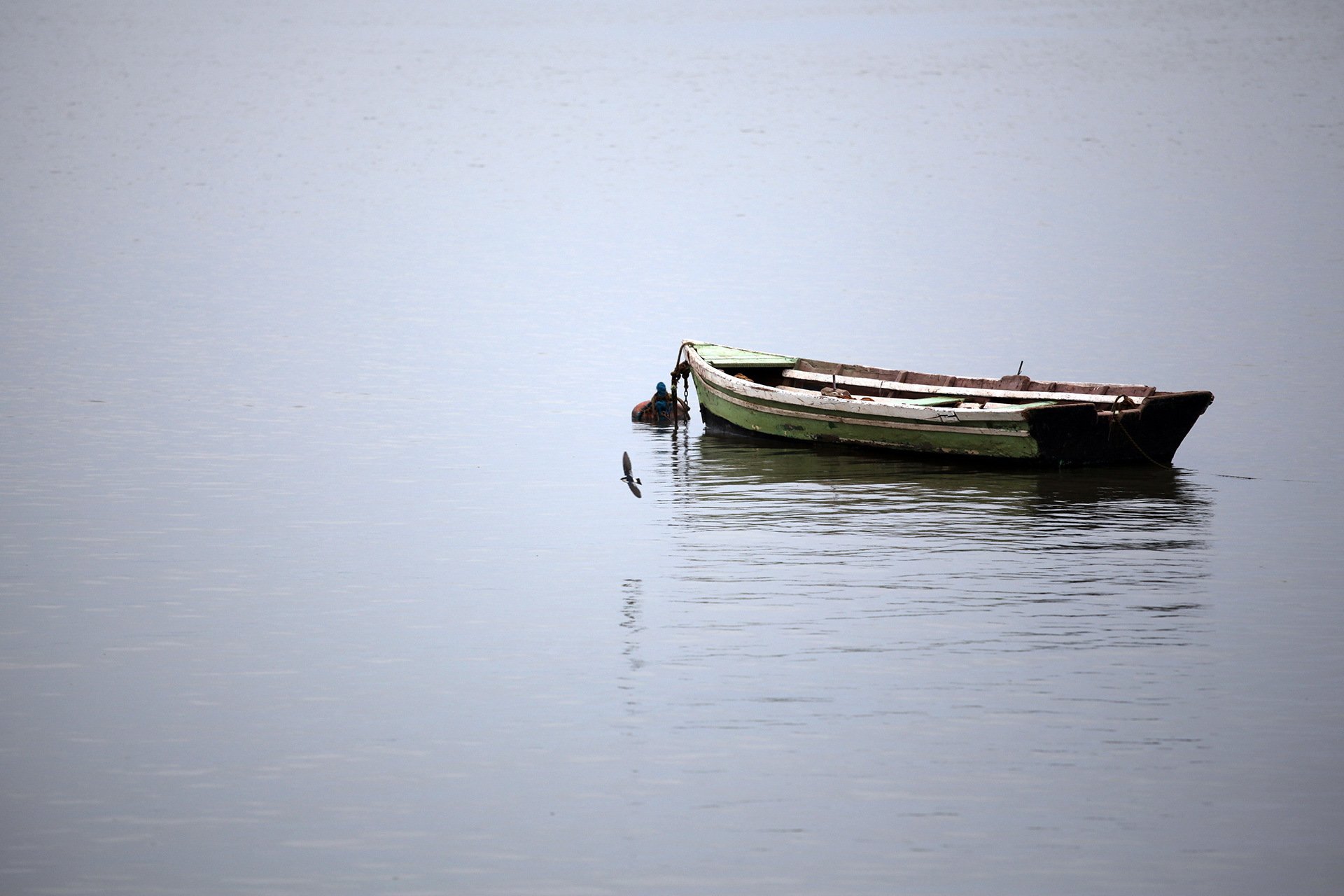 eau bateau oiseau calme