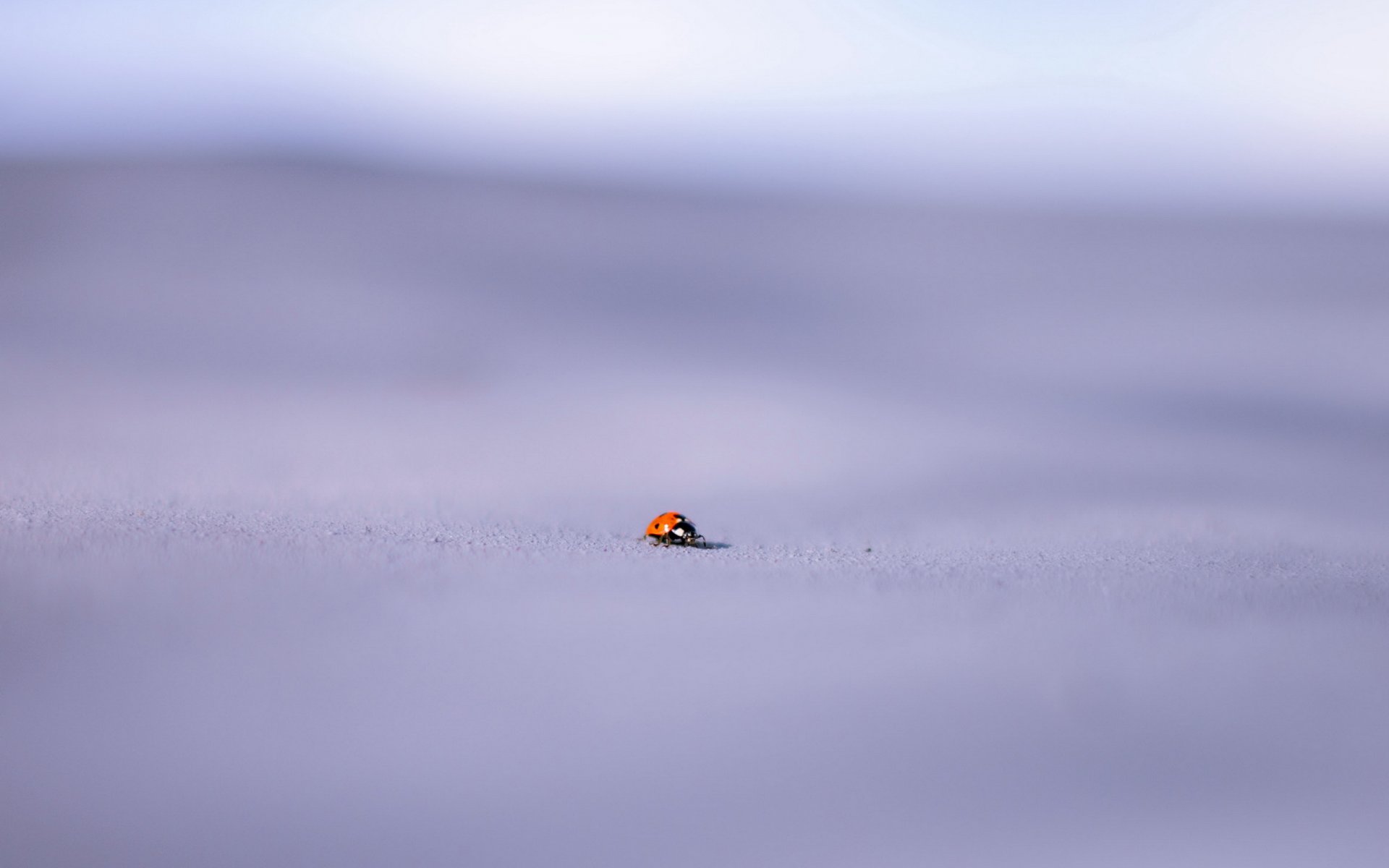 coccinelle fond gros plan