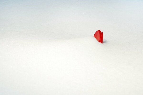 Bocciolo di tulipano rosso coperto di neve