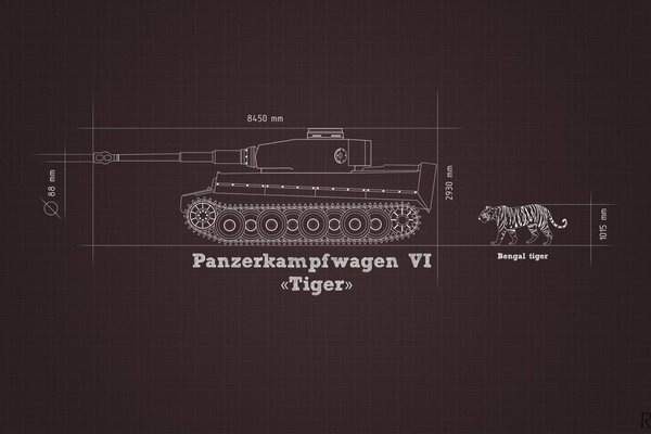 Comparison of the German tiger tank with a real tiger