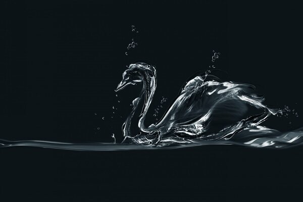 Beautiful swan from the water on a black background