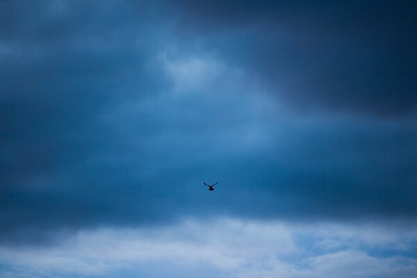 Photo of a bird in a blue sky