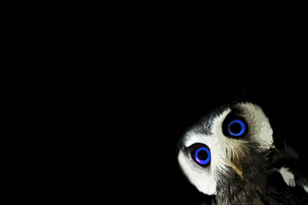 Owl with blue eyes on a black background