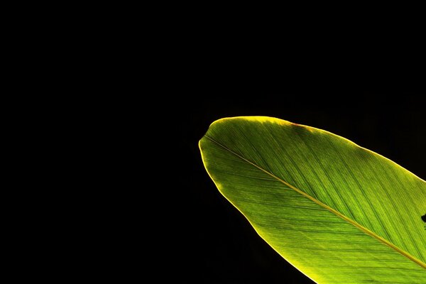 Minimalismus auf dunklem Hintergrund grünes Blatt und Silhouette eines Frosches