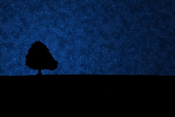 Silhouette eines Baumes auf Himmelshintergrund im Dunkeln