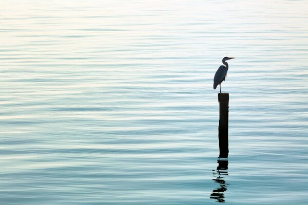 Un uccello su un palo si siede in mare