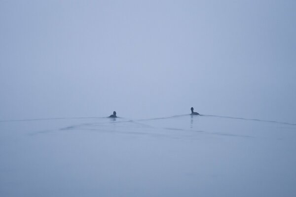 Canards nageant dans le lac dans le brouillard