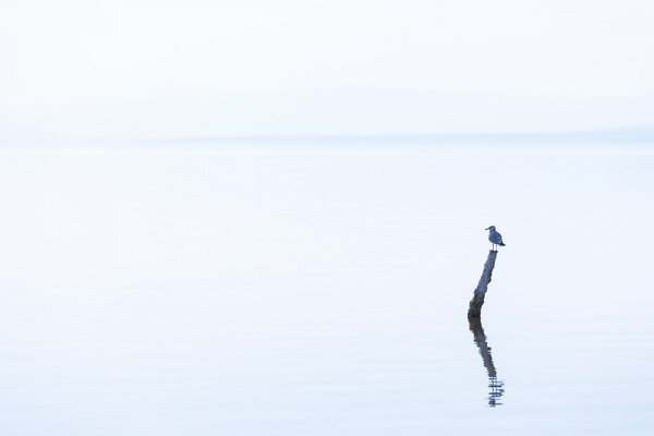 Un pájaro solitario se sentó en un palo en un lago