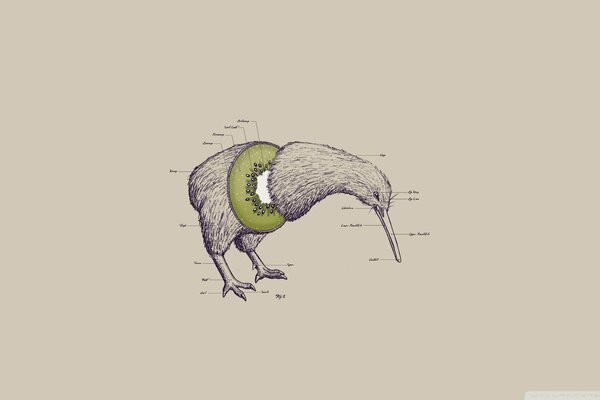 Oiseau Kiwi sans ailes avec la tête baissée