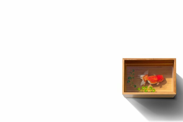 Dans une petite boîte, un petit poisson