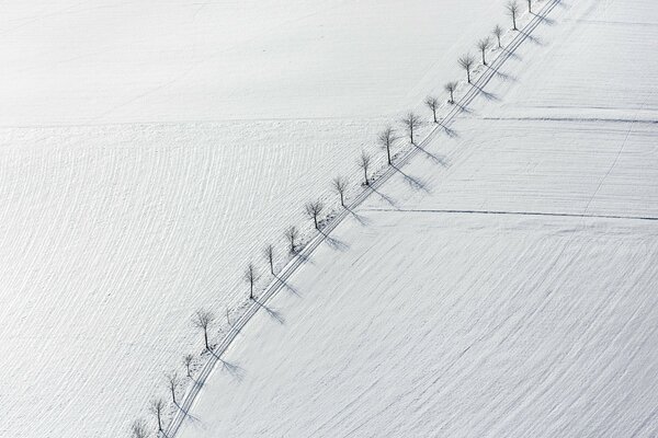 Minimalistisches Foto von Bäumen entlang der Straße in einem schneebedeckten Feld. Draufsicht