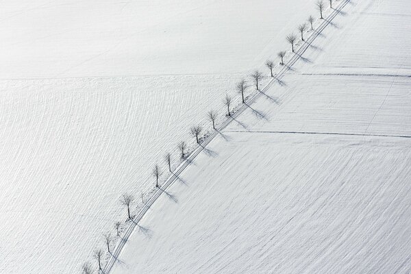 Foto minimalista de árboles a lo largo de la carretera en un campo de nieve. Vista superior