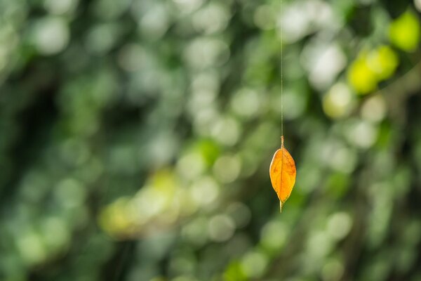 Autumn leaf on a web in the style of minimalism