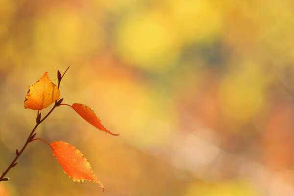 Branche avec des feuilles sur un fond flou de forêt d automne